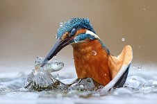 Alcedo_atthis_-_Riserve_naturali_e_aree_contigue_della_fascia_fluviale_del_Po.jpg