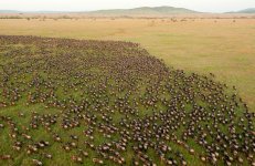 serengeti_national_park.jpg