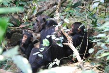 gombe_stream_national_park.jpg