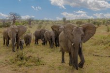 tarangire_national_park.jpg