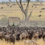 great-migration-serengeti-game-drive-small.jpg