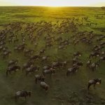 great-migration-serengeti-tanzania-small.jpg